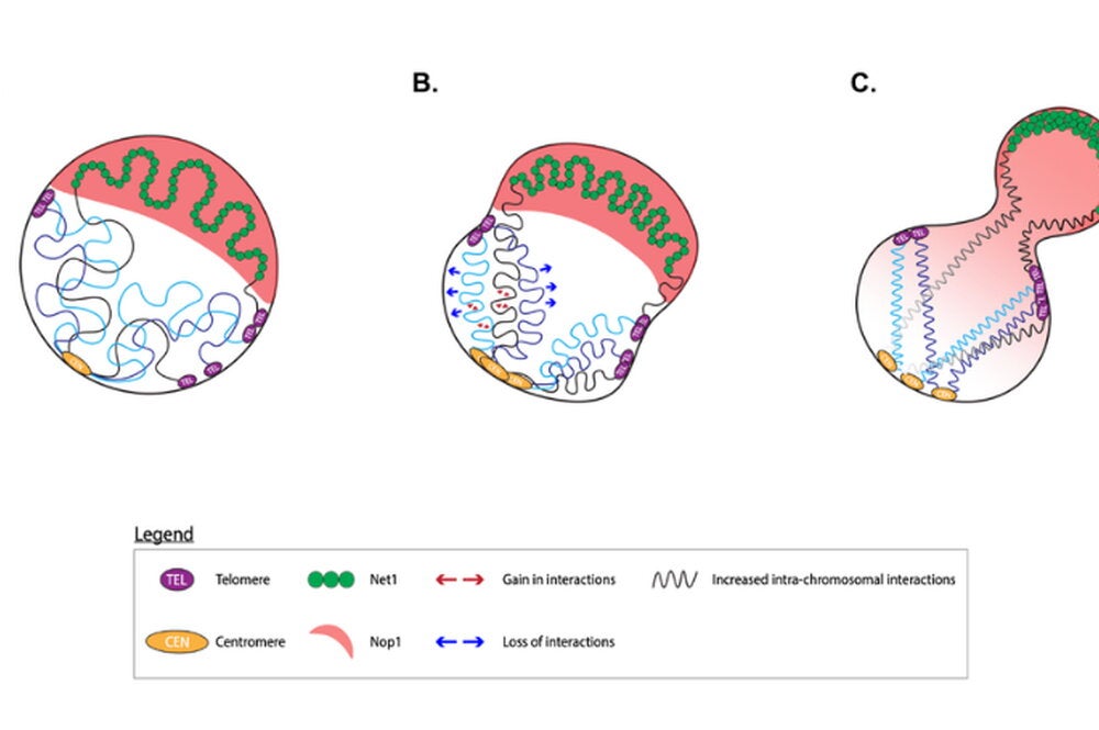 Fig. 1: This model shows the reliance of 3D genome architecture on nuclear type I myosins and the changes that occur upon their depletion.
