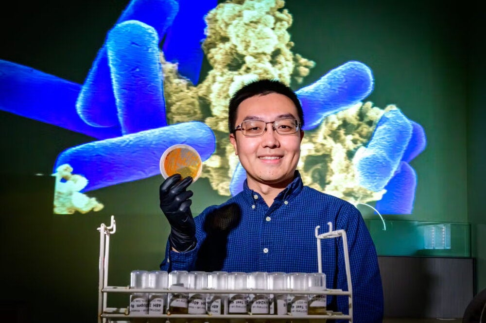 Wei Qin holds a petri dish in front of projection screen showing bacteria. Photo by Fred Zwicky.