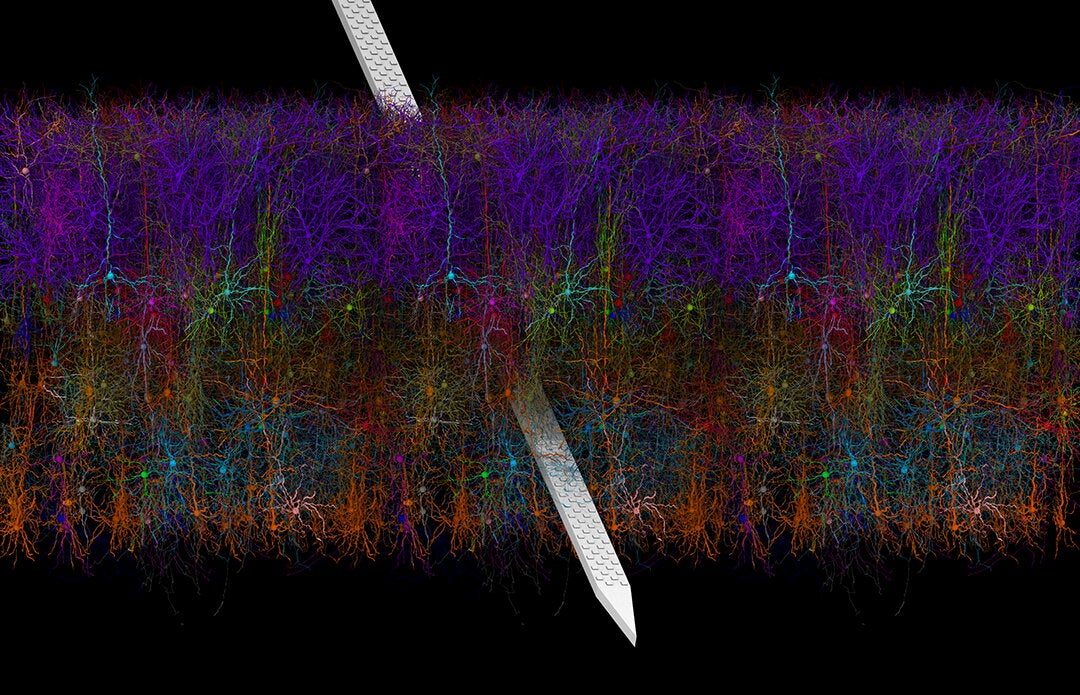 A rendering of the primary visual cortex in a mouse, courtesy of the Tajkhorshid Lab