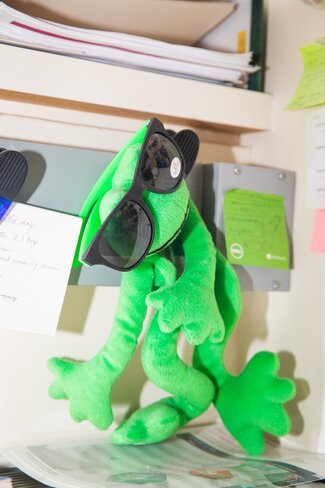 Stuffed frog animal dangles by books wearing sunglasses. 
