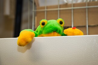 Stuffed animal frog peeps out over refrigerator door. 