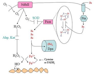 Graphic image charting Imlay research