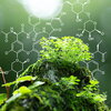 Image of plants with graphics of molecular compounds overlayed.