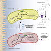 Chart depicting phage-bacteria-mammal relationships.