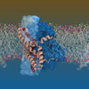 Computer simulation of the glutamate transporter in cellular environment revealed the pathway for the conduction of chloride ions (red).