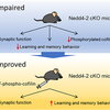 Graphics comparing impair and improved gene Nedd4-2.