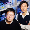  U. of I. biochemistry professor Lin-Feng Chen, right, and his colleagues, including postdoctoral researcher Xiaodong Yang, identified a novel pathway that controls the activity of a key protein involved in inflammation. Photo by L. Brian Stauffer