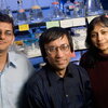 Milan Bagchi, a professor of molecular and integrative physiology, is flanked by Indrani Bagchi, a professor of veterinary biosciences, and her graduate student Raju Mantena.