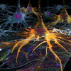 Neurons will serve as sensors in the biological machine, but they will also need to be able to control the muscle cells to pump chemicals through vessels. Image of neurons by Larry Millet and Janet Sinn-Hanlon, Visualization Laboratory of the Imaging Technology Group.
