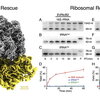  image of ribosomal rescue research image