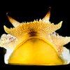 The sea slug, Pleurobranchea californica