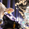 protein structure and cow