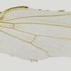 Drosophila wing courtesy of the Smith-Bolton lab