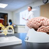 A brain replica in front of a whiteboard.