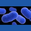 Illustration of listeria bactria