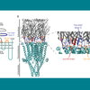 A computer rendering demonstrating the components of an ion channel