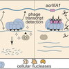 A graphical abstract of proteins and viruses