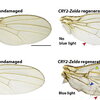 four damaged and undamaged drosophila wings