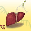 Liver illustration