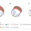 Fig. 1: This model shows the reliance of 3D genome architecture on nuclear type I myosins and the changes that occur upon their depletion.