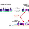 Baculis_Chung_SciRep_Fig8f_revised.png