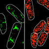 CV-wild-NatureComms.jpg
