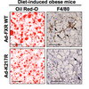 Kemper_obese_mice_2014.jpg