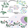 Seyed_Torabi_-_PNAS_2015_scheme_web.jpg