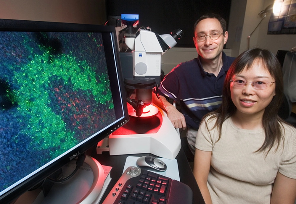 Phillip A. Newmark, U. of I. professor of cell and developmental biology, and graduate student Tingxia Guo were the Illinois co-authors of the paper to appear in the August issue of the journal Developmental Cell.