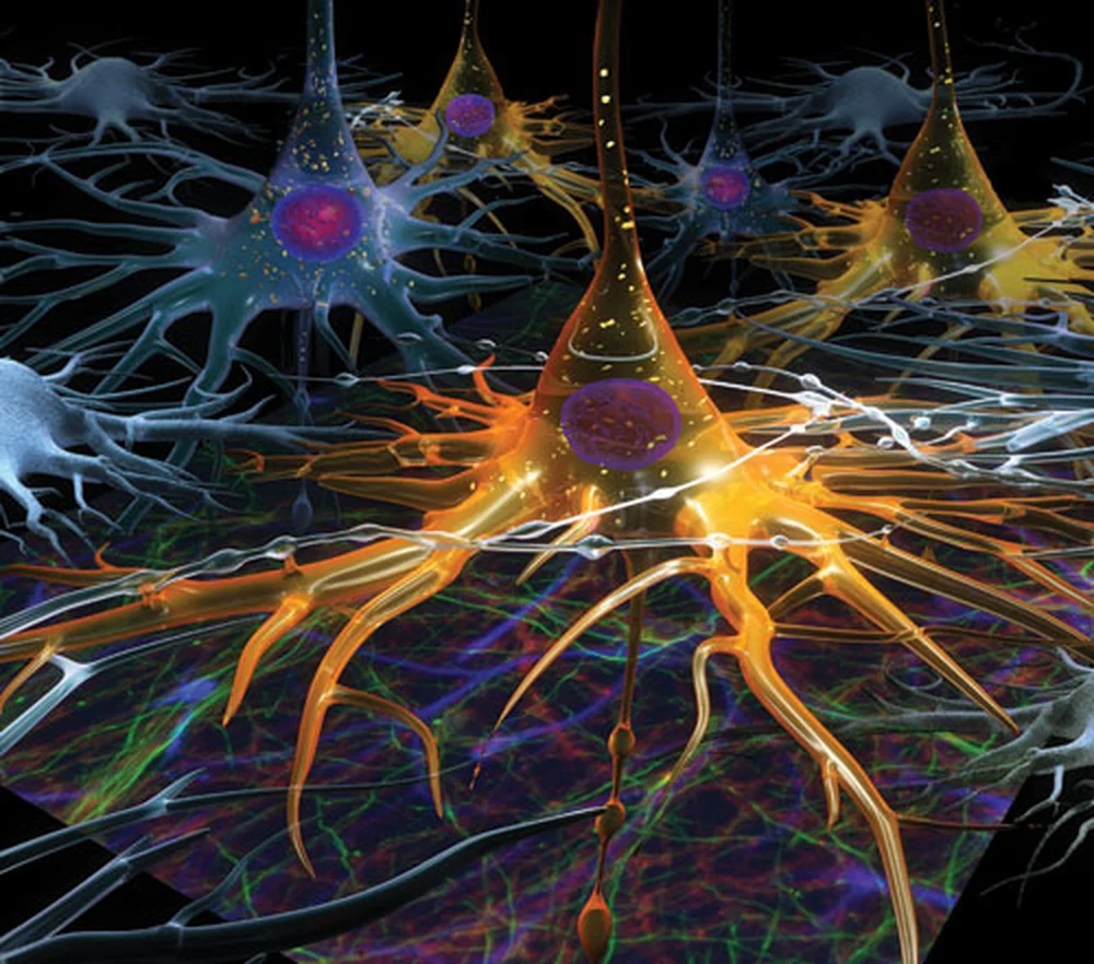 Neurons will serve as sensors in the biological machine, but they will also need to be able to control the muscle cells to pump chemicals through vessels. Image of neurons by Larry Millet and Janet Sinn-Hanlon, Visualization Laboratory of the Imaging Technology Group.