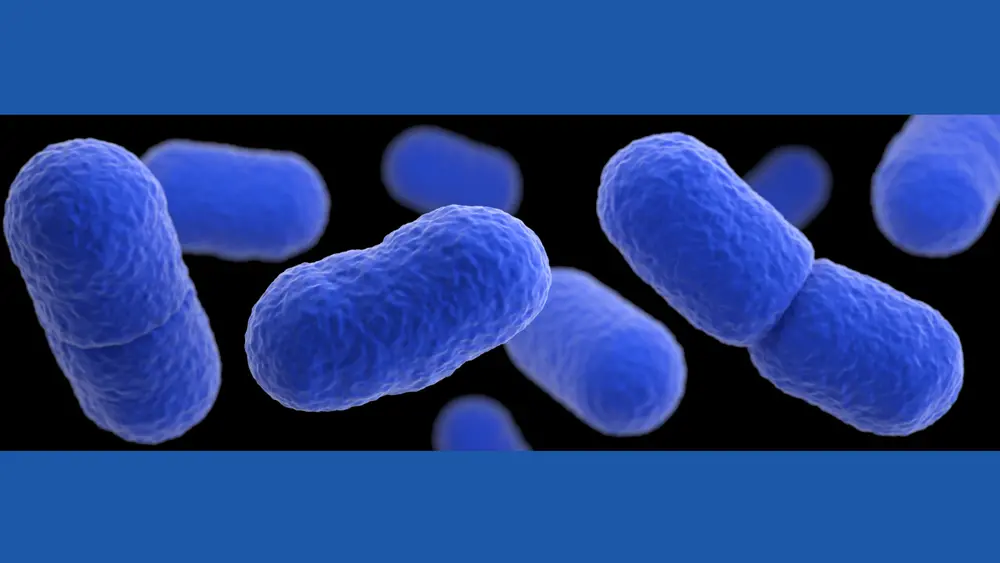 Illustration of listeria bactria