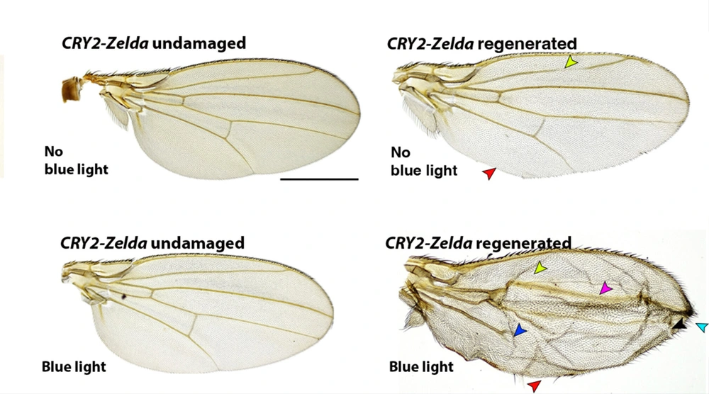 four damaged and undamaged drosophila wings