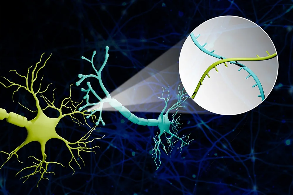 Scientists Use RNA 'Barcodes' to Map Thousands of Brain Connections at Single-Synapse Precision