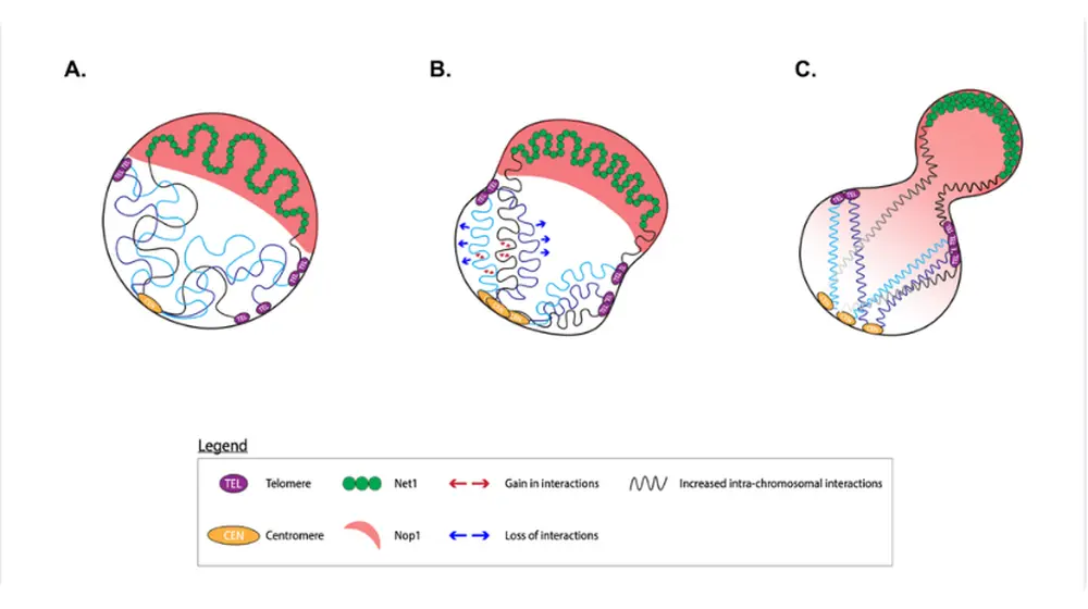 Fig. 1: This model shows the reliance of 3D genome architecture on nuclear type I myosins and the changes that occur upon their depletion.