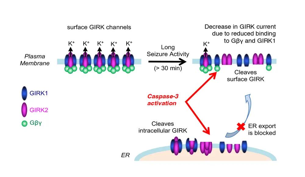 Baculis_Chung_SciRep_Fig8f_revised.png