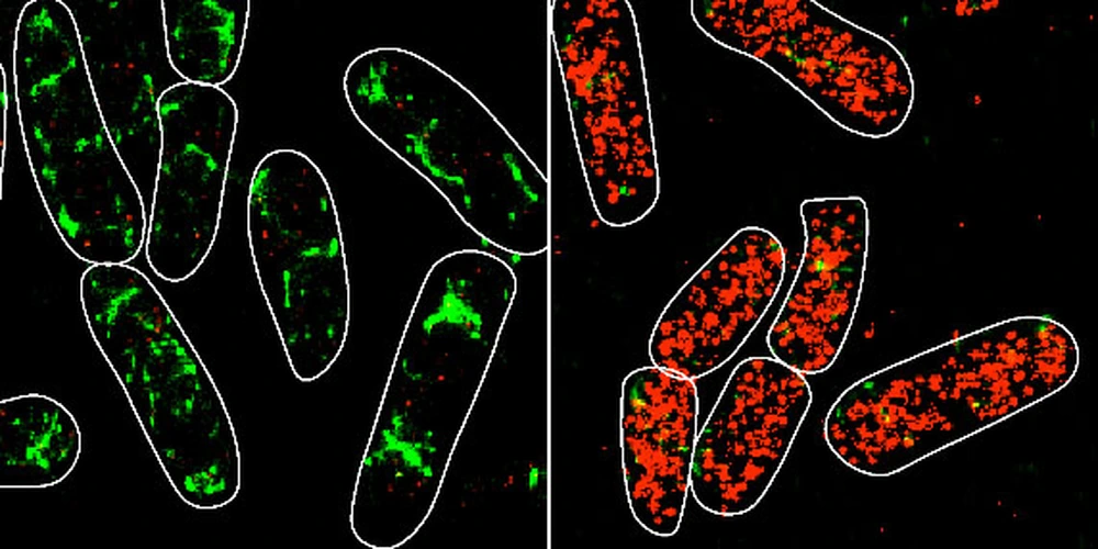 CV-wild-NatureComms.jpg