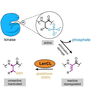 Removing the phosphate group from kinases can activate them, which can be problematic. LanCL adds glutathione to these kinases, after which they became deactivated.