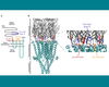 A computer rendering demonstrating the components of an ion channel