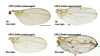 four damaged and undamaged drosophila wings