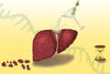 Liver illustration