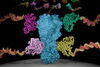 The oPool+ display platform combines technologies to make and test large numbers of antibodies at once. Illinois researchers analyzed how antibodies bind to the influenza protein hemagglutinin. Image by Owen Ouyang