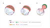 Fig. 1: This model shows the reliance of 3D genome architecture on nuclear type I myosins and the changes that occur upon their depletion.